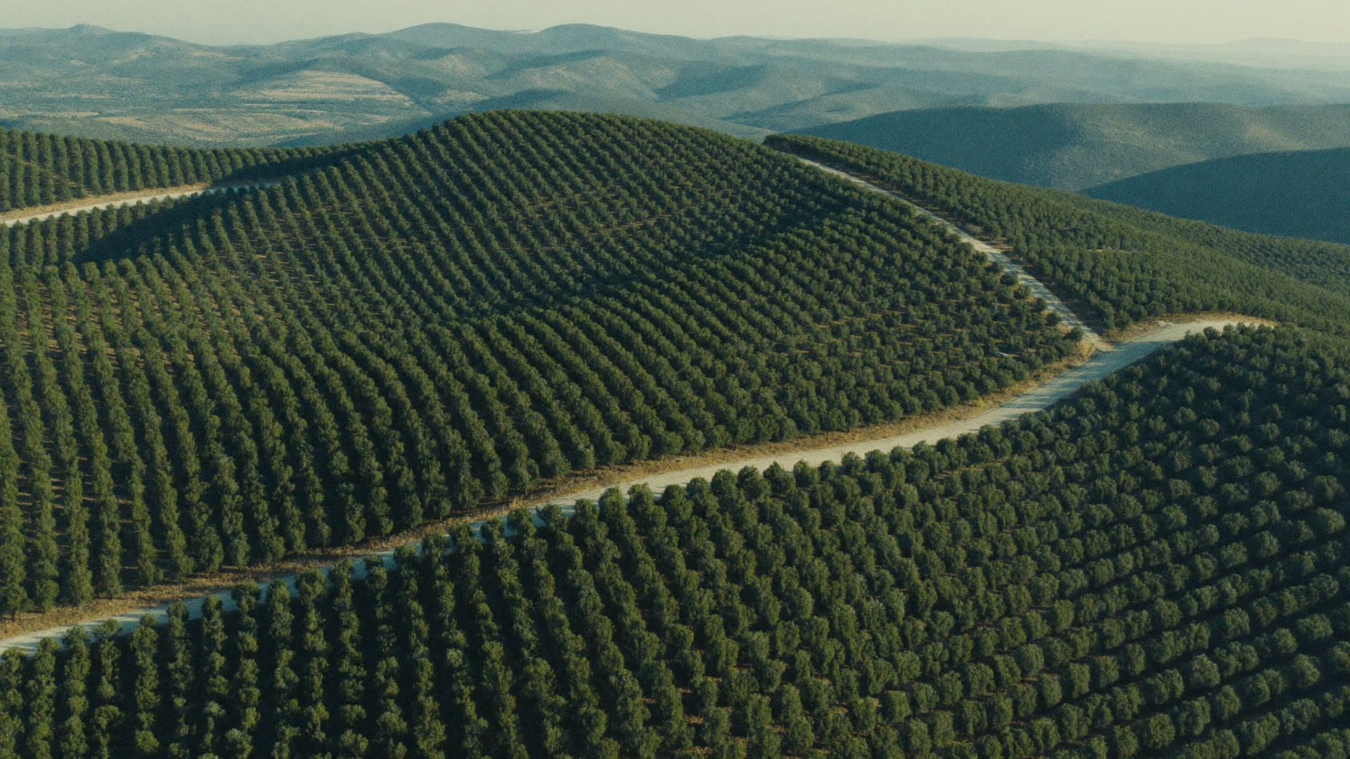 Eucalyptus compartments from the air with a firebreak line