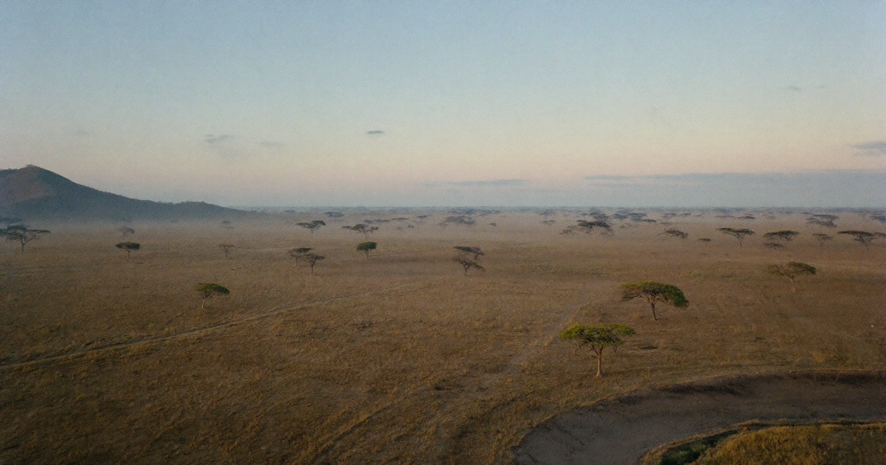 Open African bushveld at first light with scattered acacia trees stretching to the horizon
