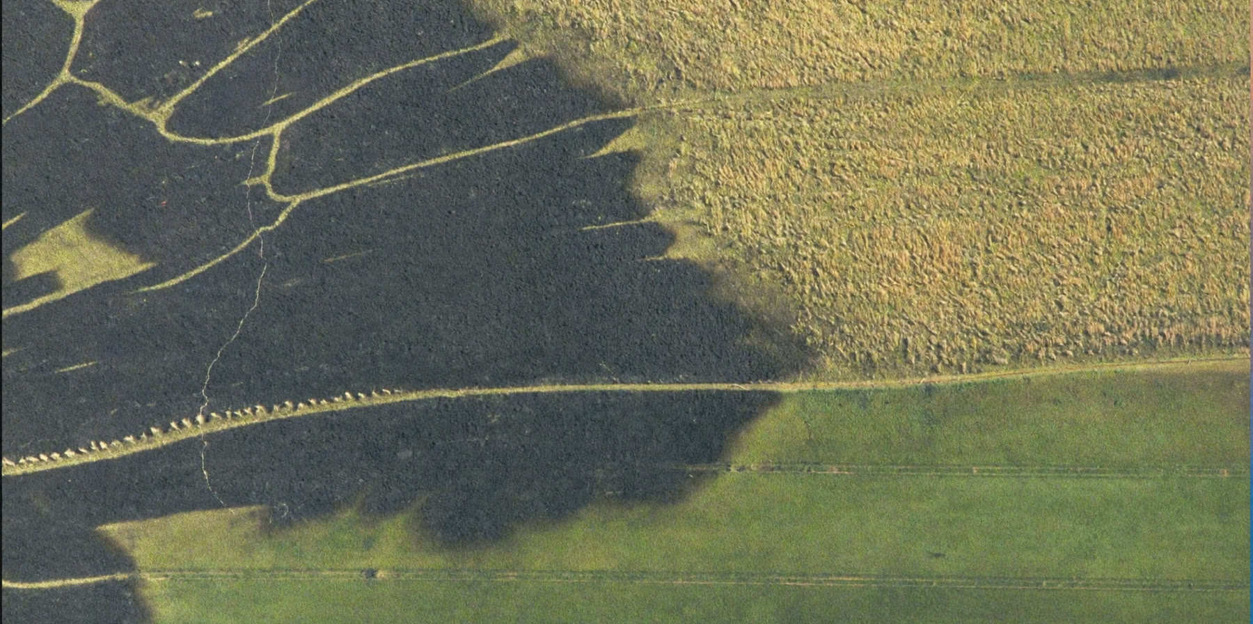Aerial view of a dark burn scar meeting unburnt grassland along a hard edge